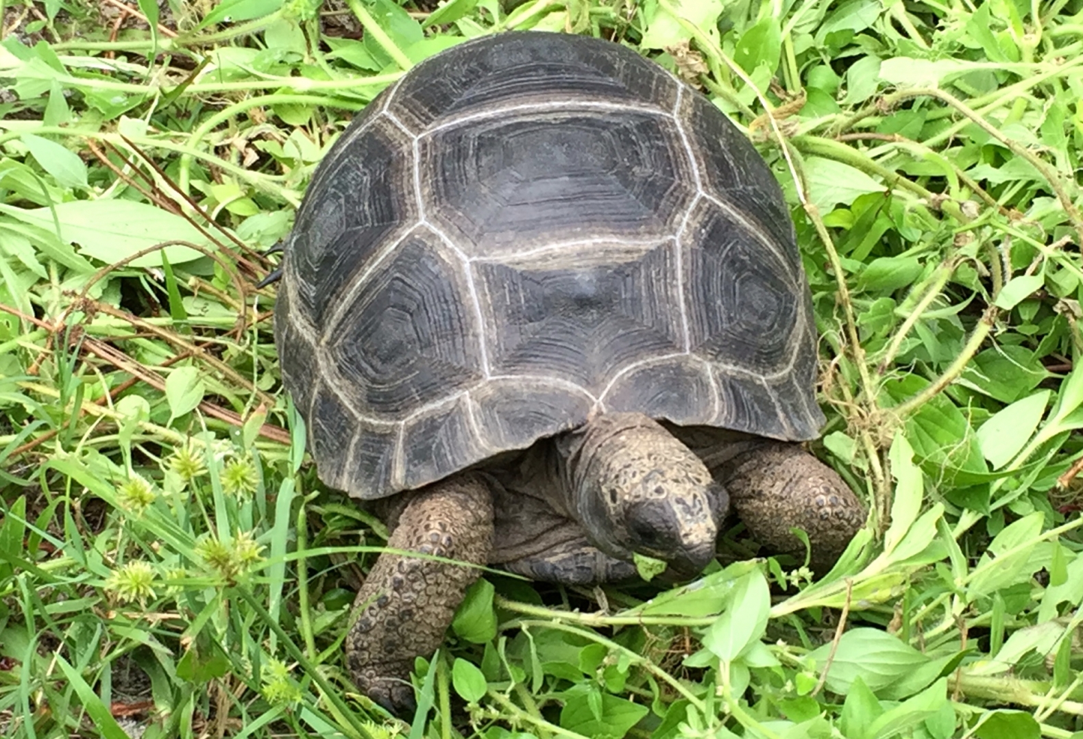 Aldabra Breeders