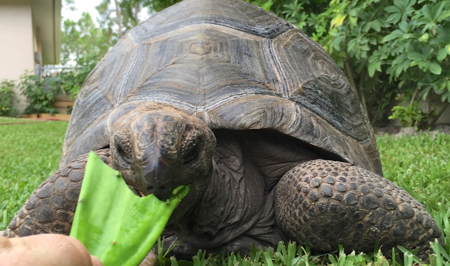 Aldabra Breeders