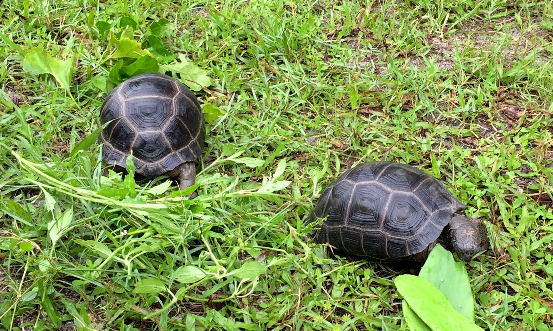 Aldabra Breeders