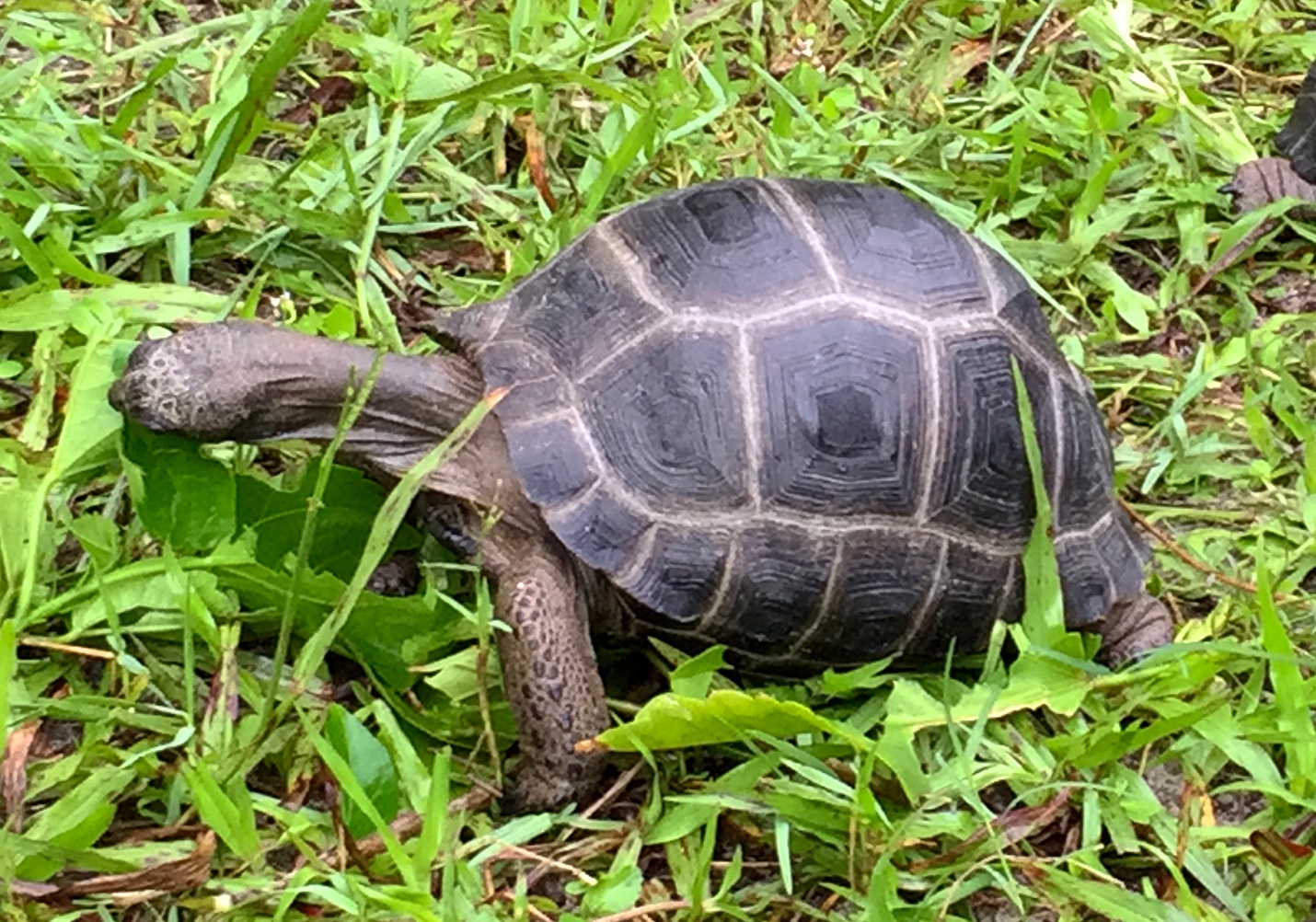 Aldabra Breeders