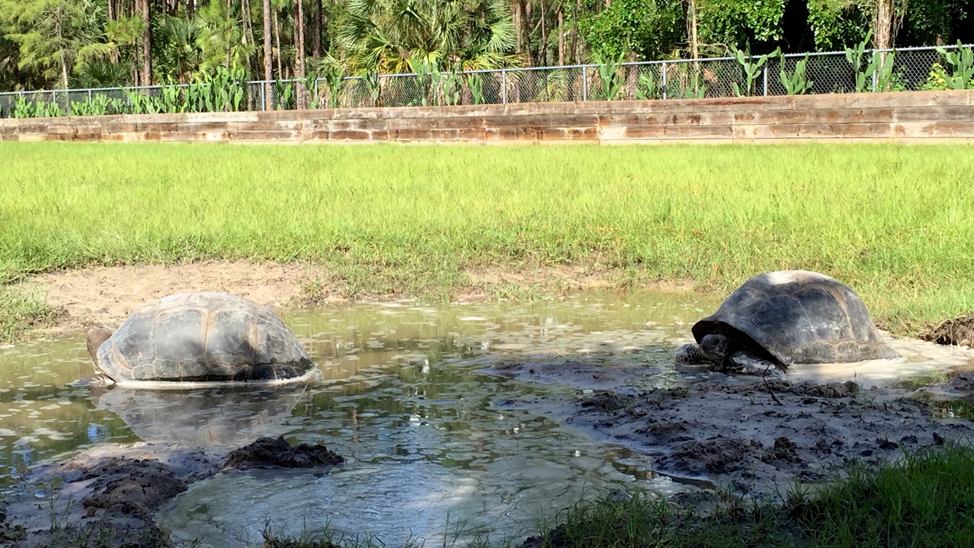 Aldabra Breeders