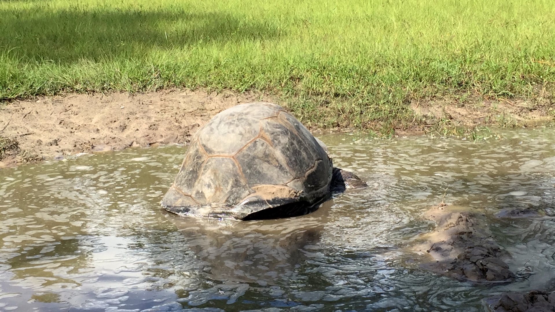 Aldabra Breeders