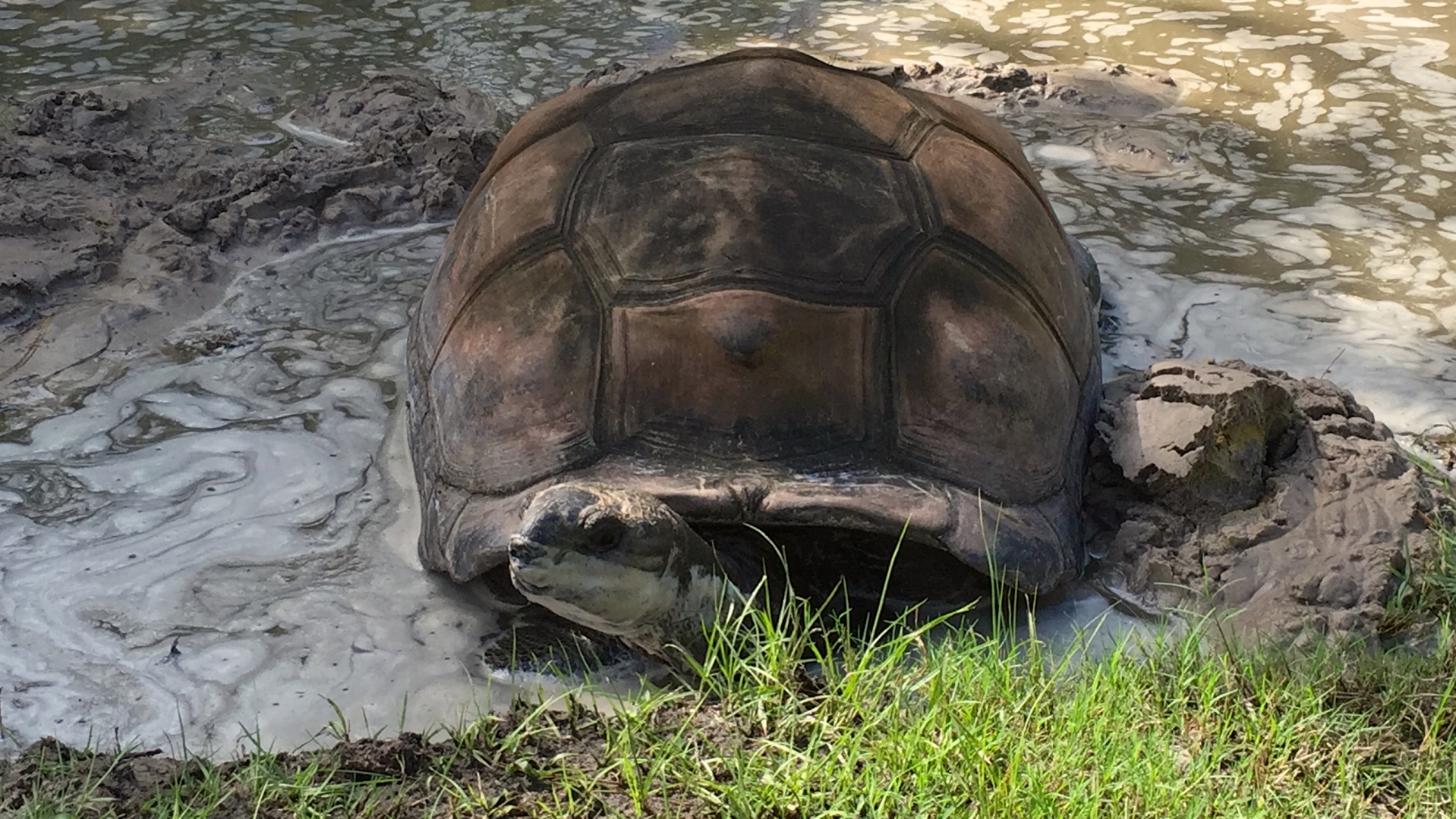 Aldabra Breeders