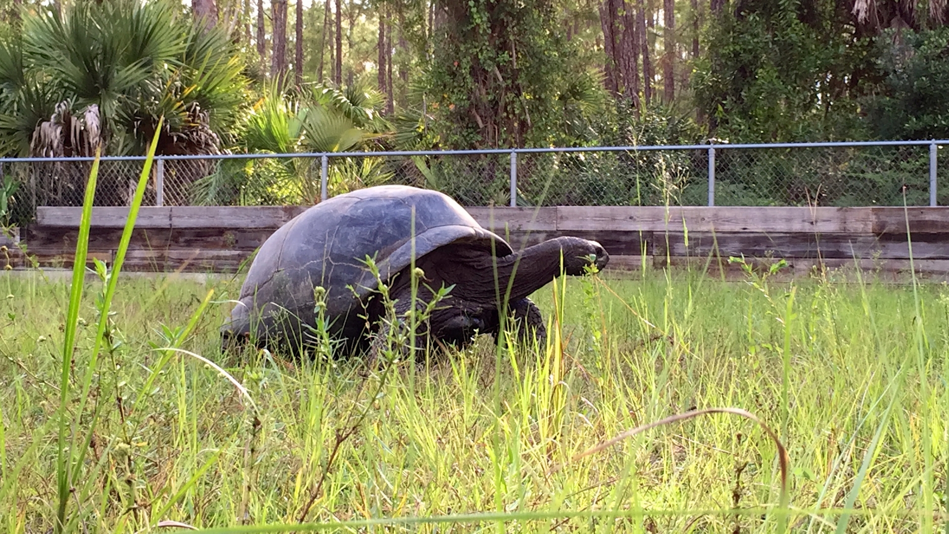 Aldabra Breeders