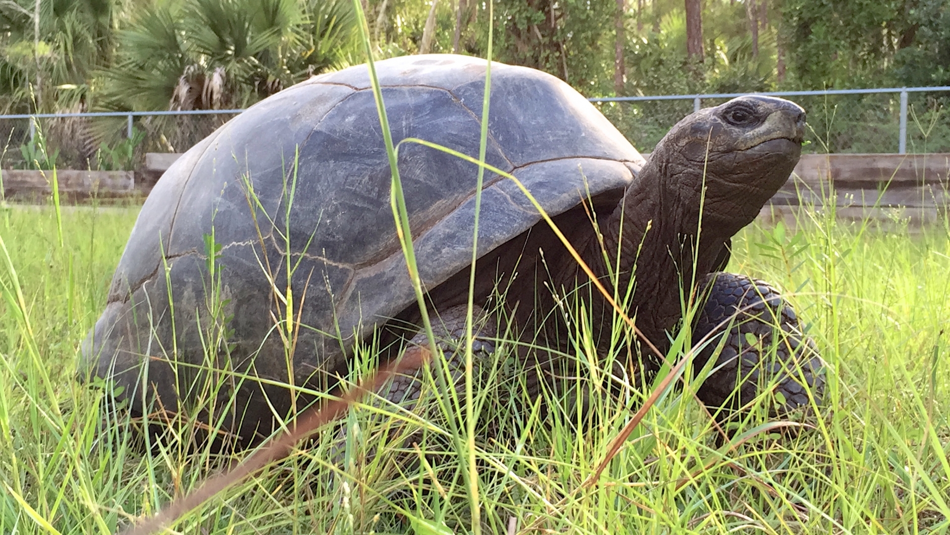 Aldabra Breeders