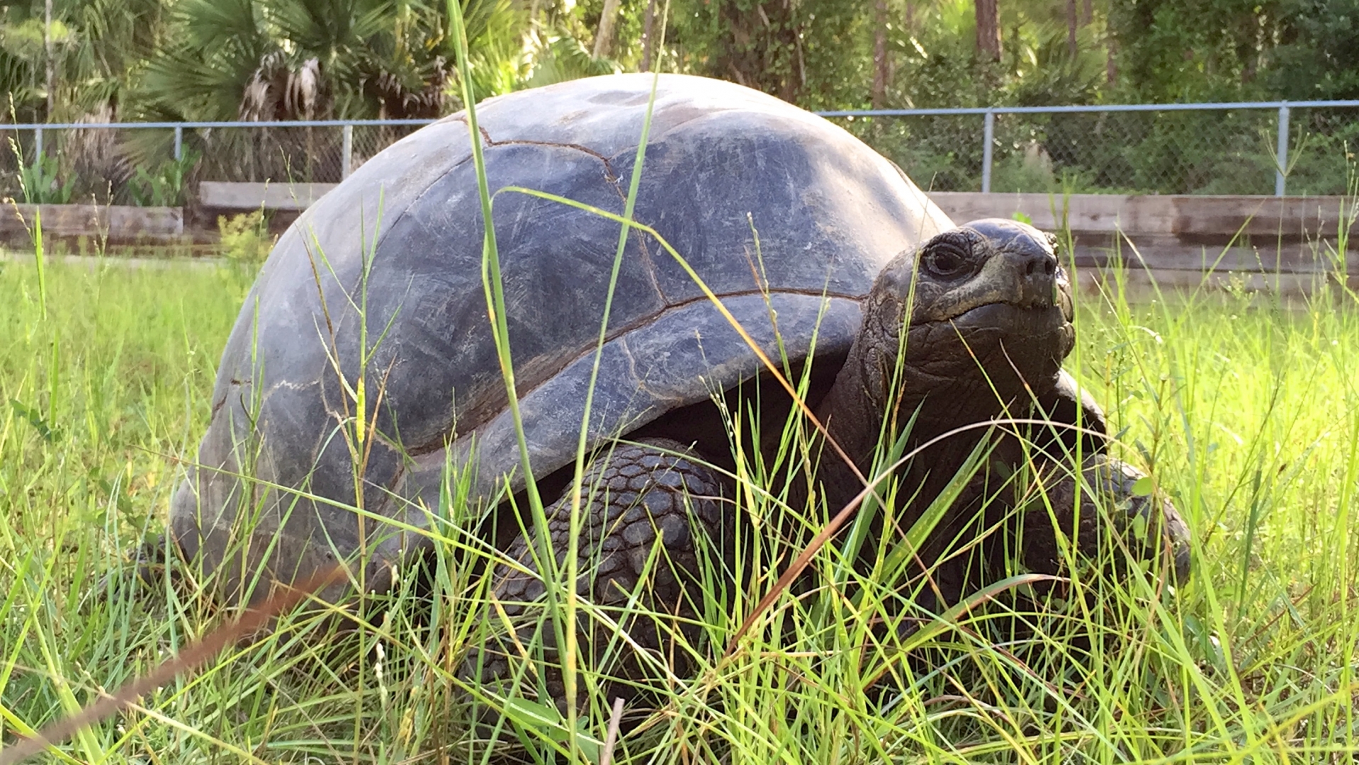Aldabra Breeders