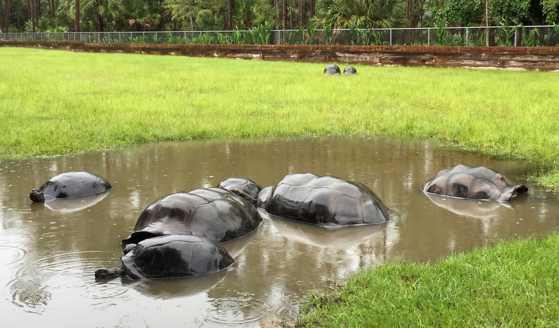 Aldabra Breeders