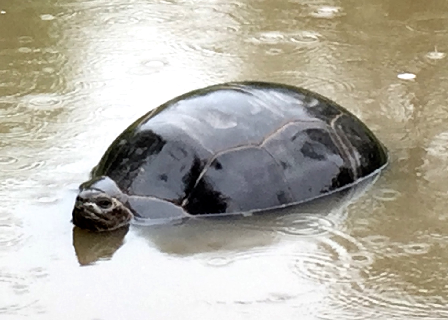 Aldabra Breeders