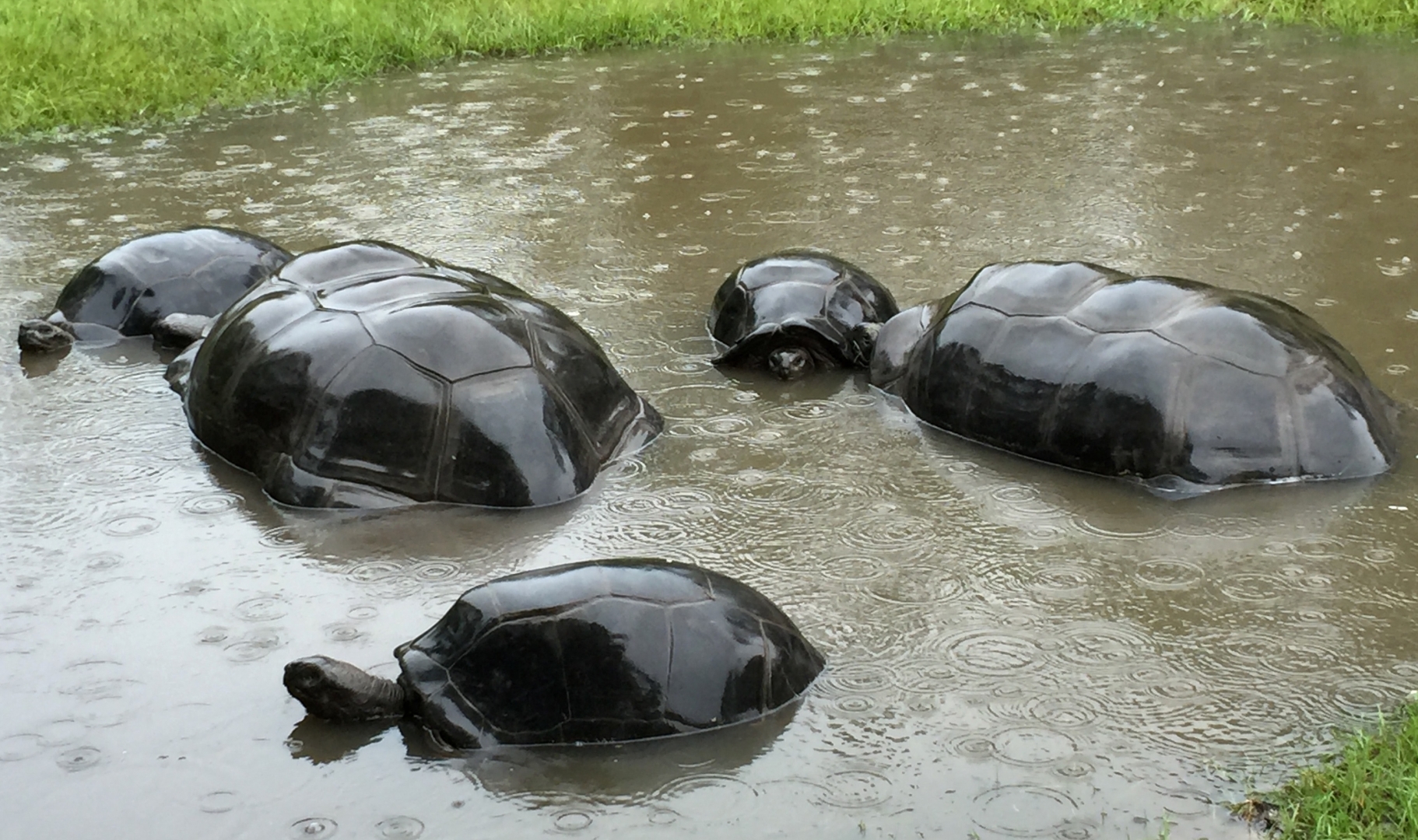 Aldabra Breeders