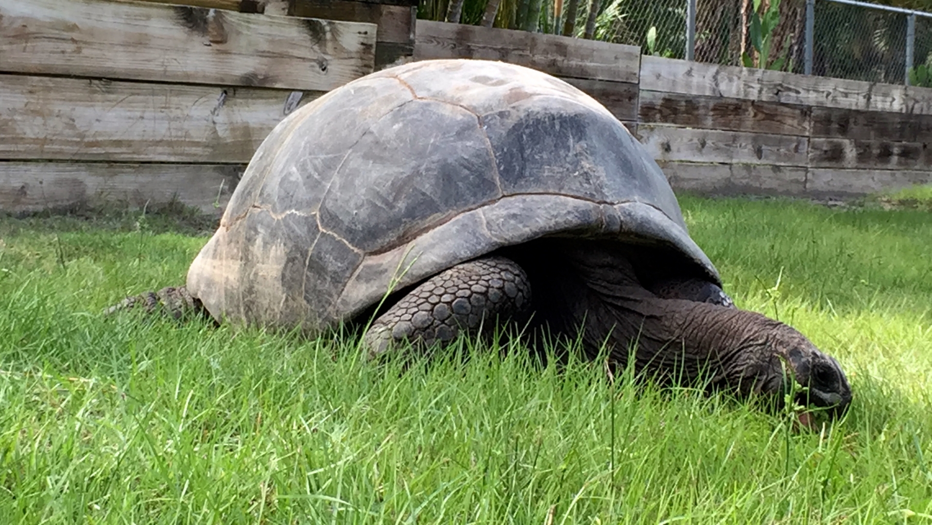 Aldabra Breeders
