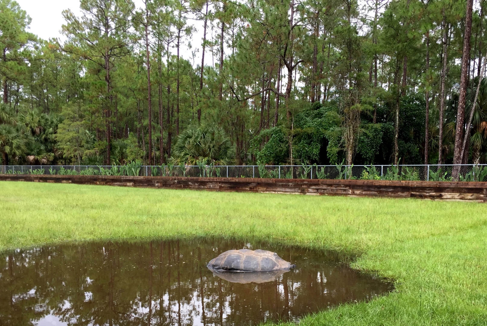 Aldabra Breeders