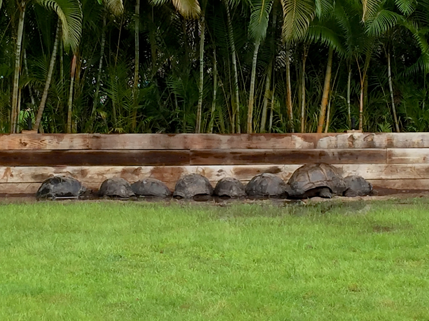 Aldabra Breeders