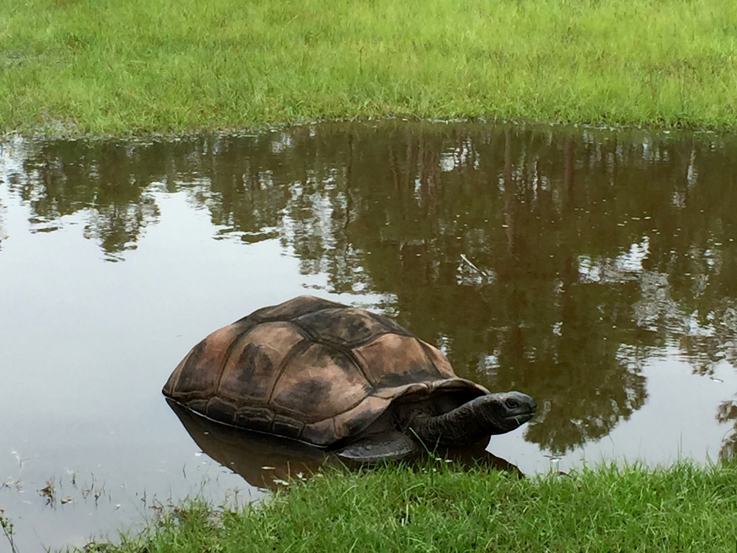 Aldabra Breeders
