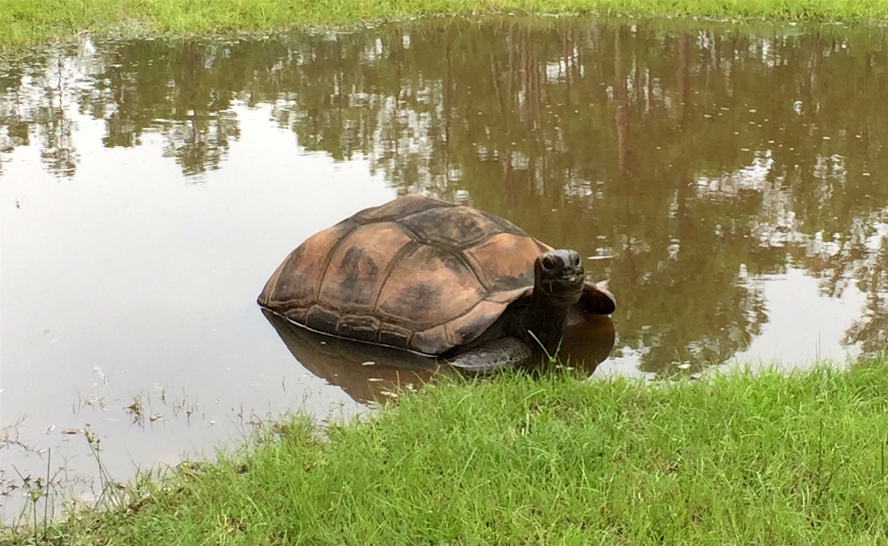 Aldabra Breeders