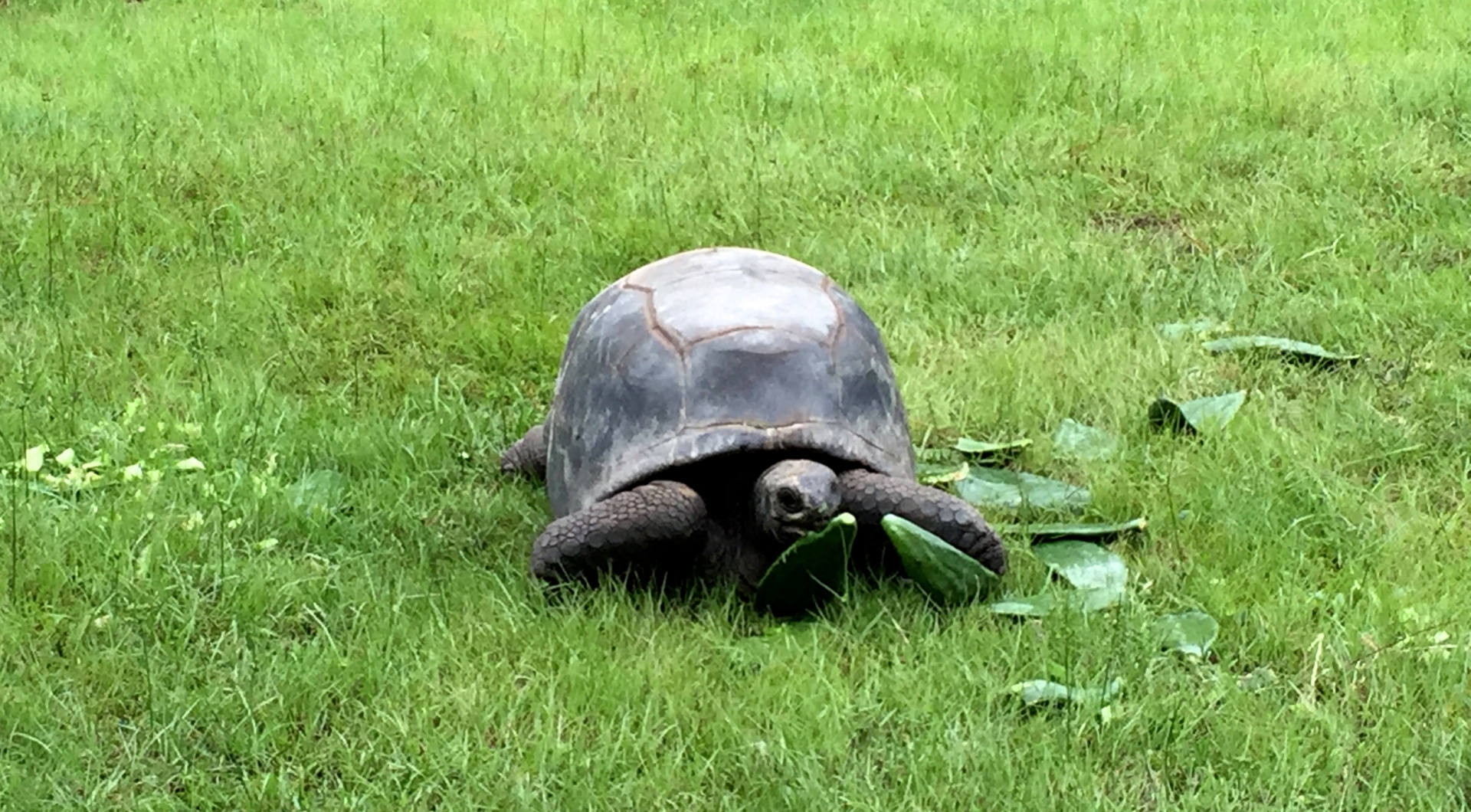 Aldabra Breeders