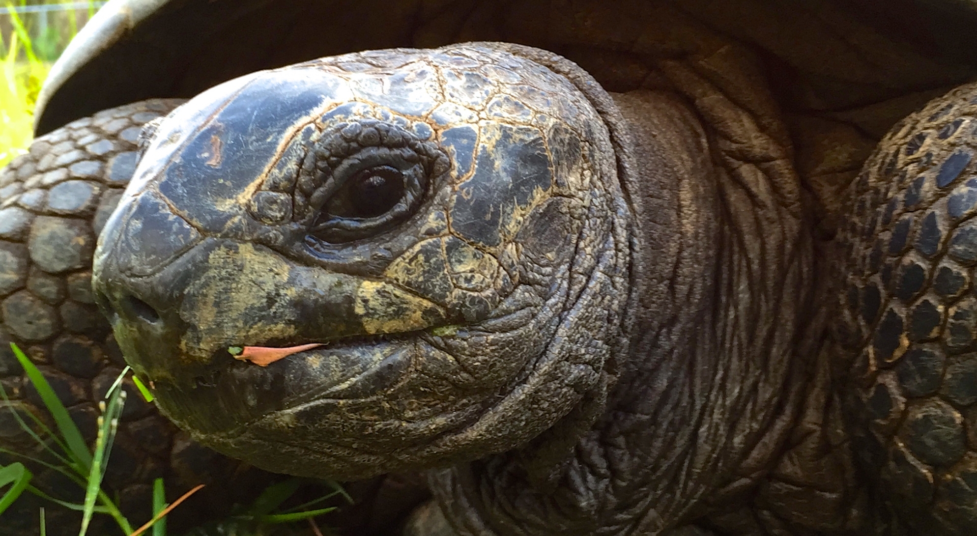 Aldabra Breeders