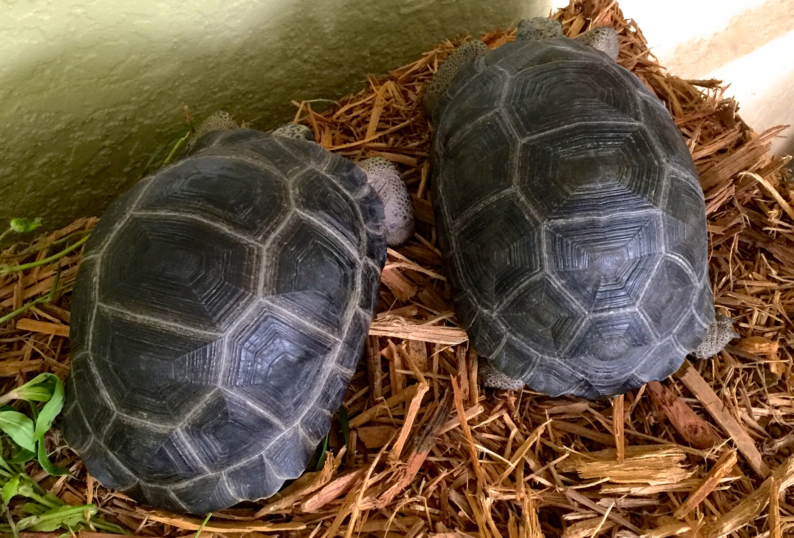 Aldabra Breeders