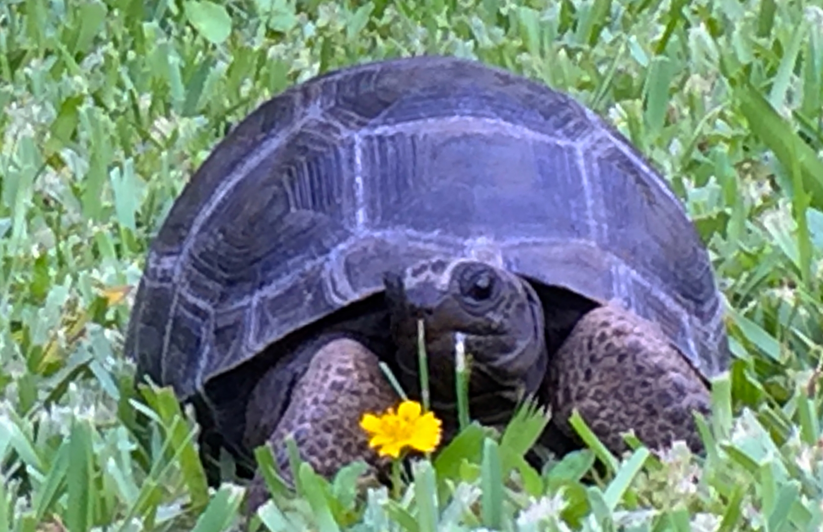 Aldabra Breeders