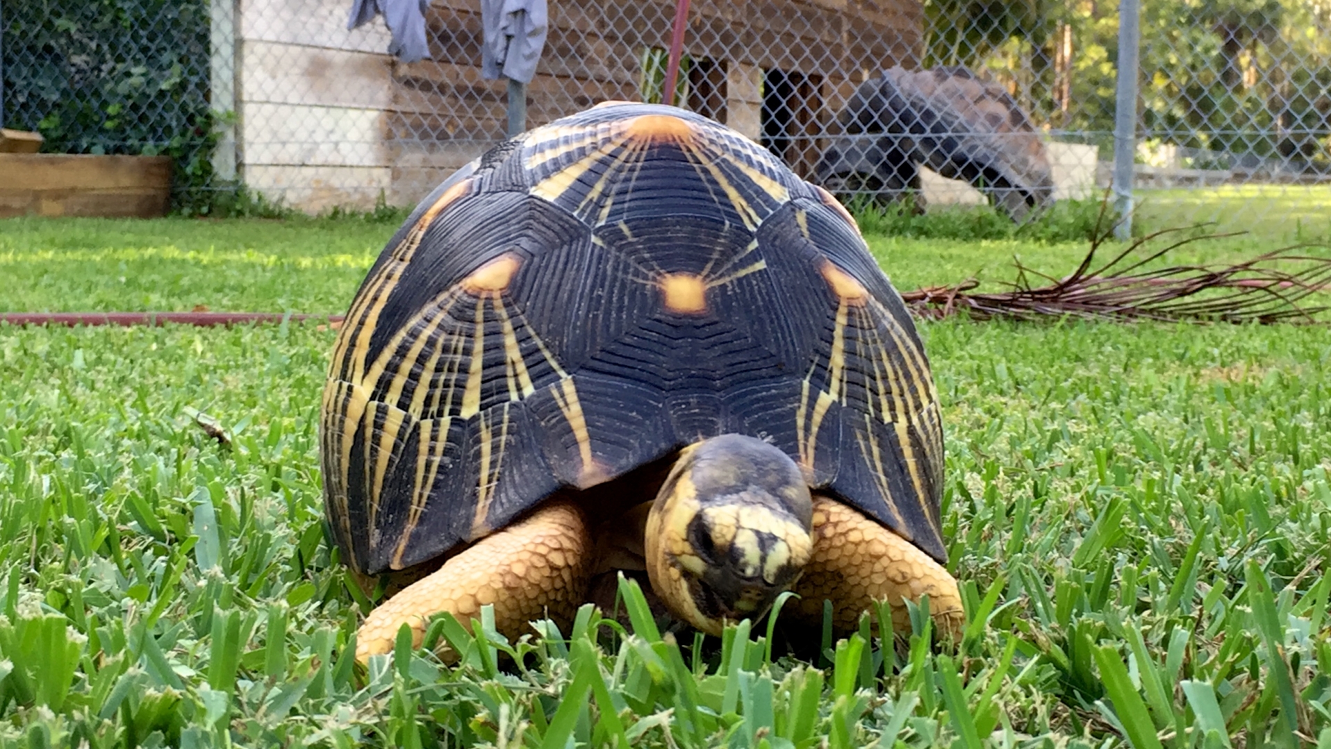 Aldabra Breeders
