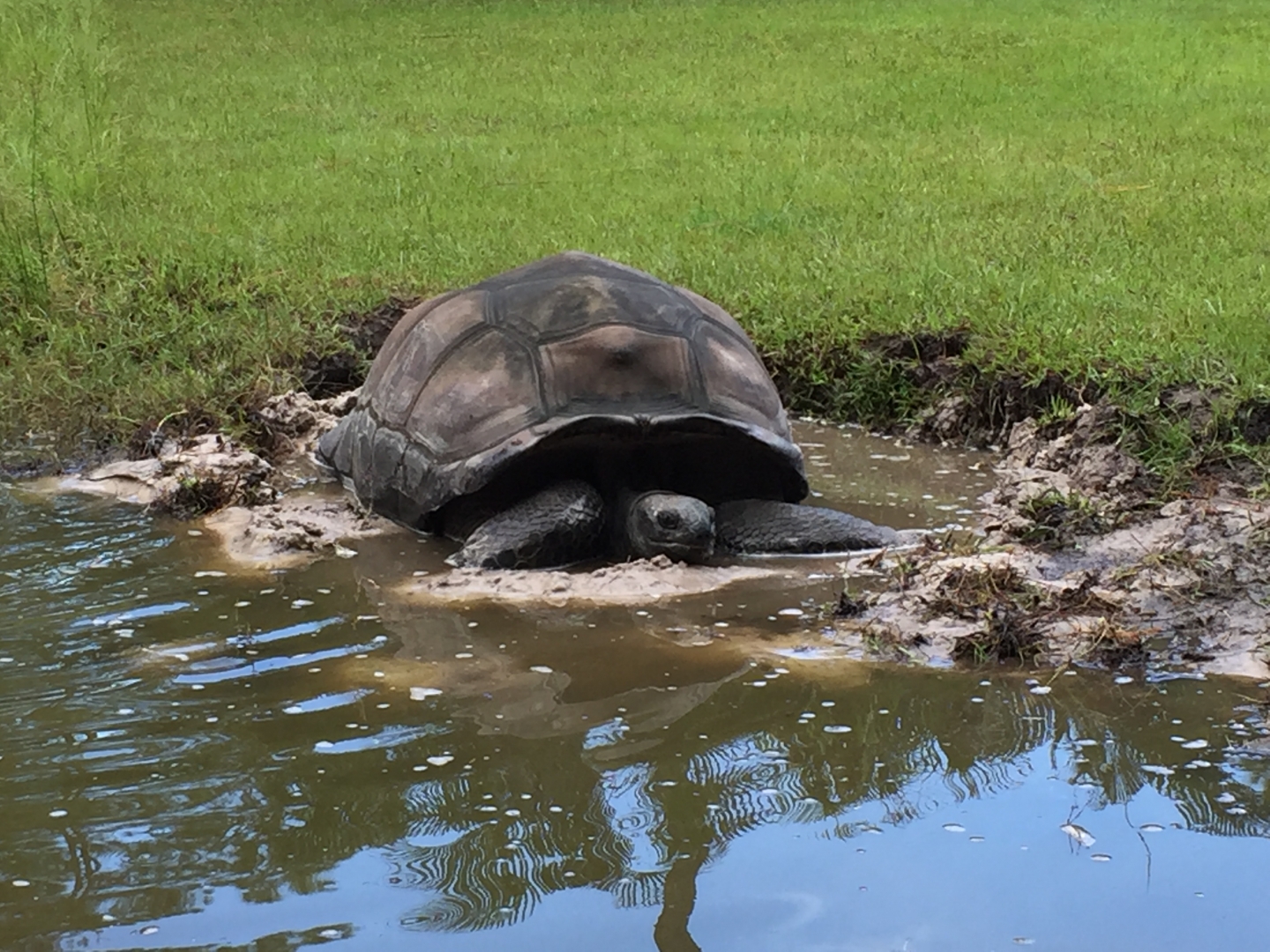 Aldabra Breeders