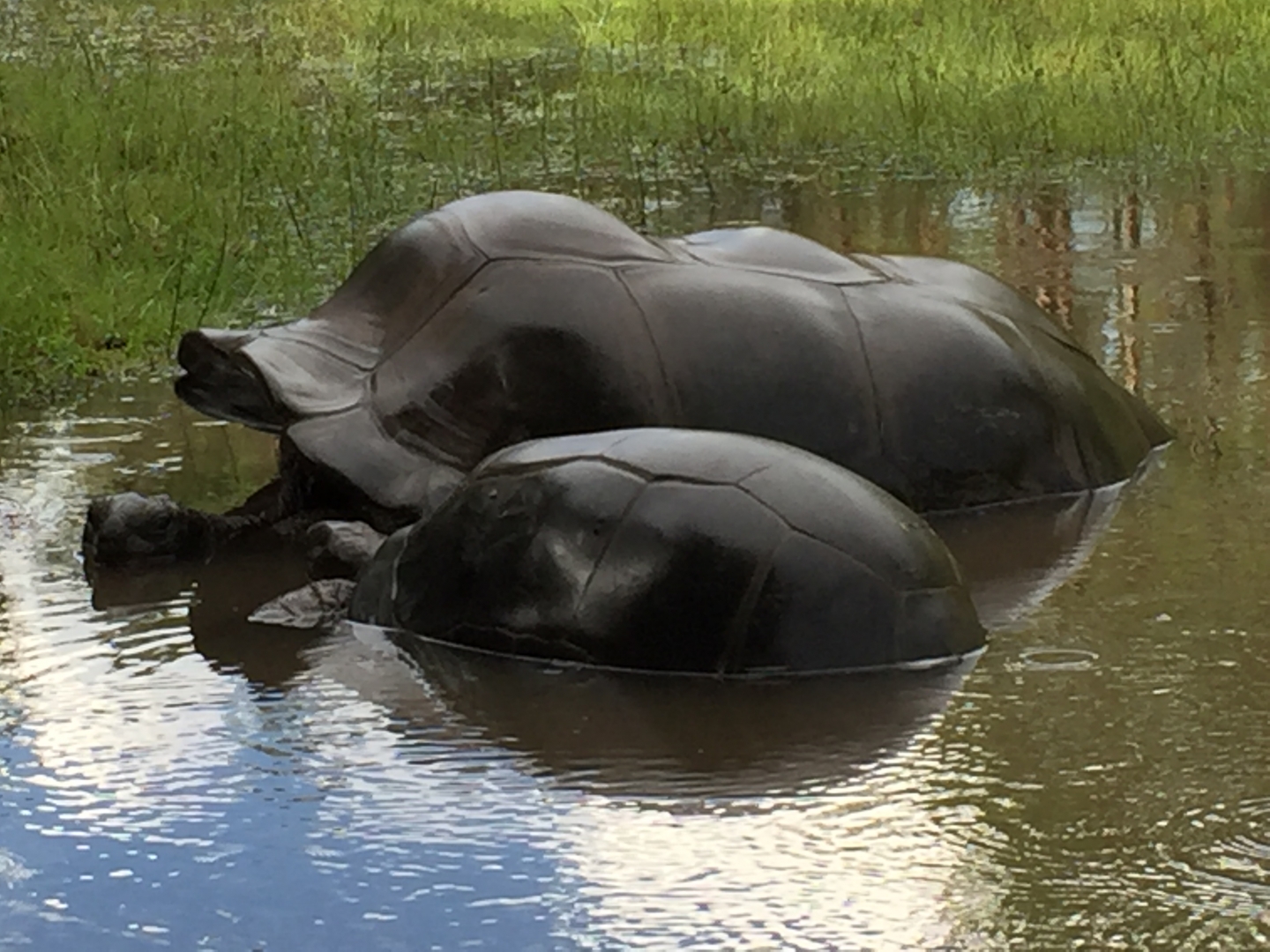 Aldabra Breeders