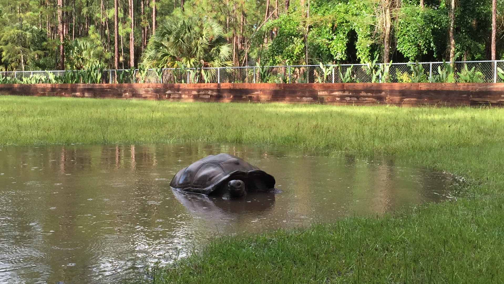 Aldabra Breeders