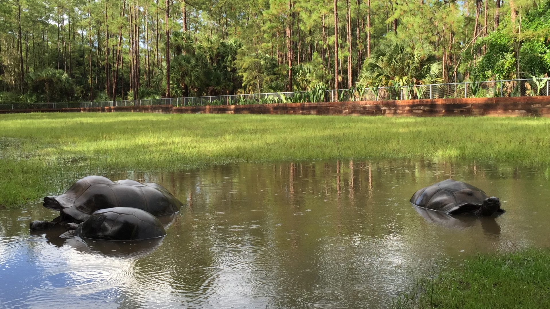 Aldabra Breeders