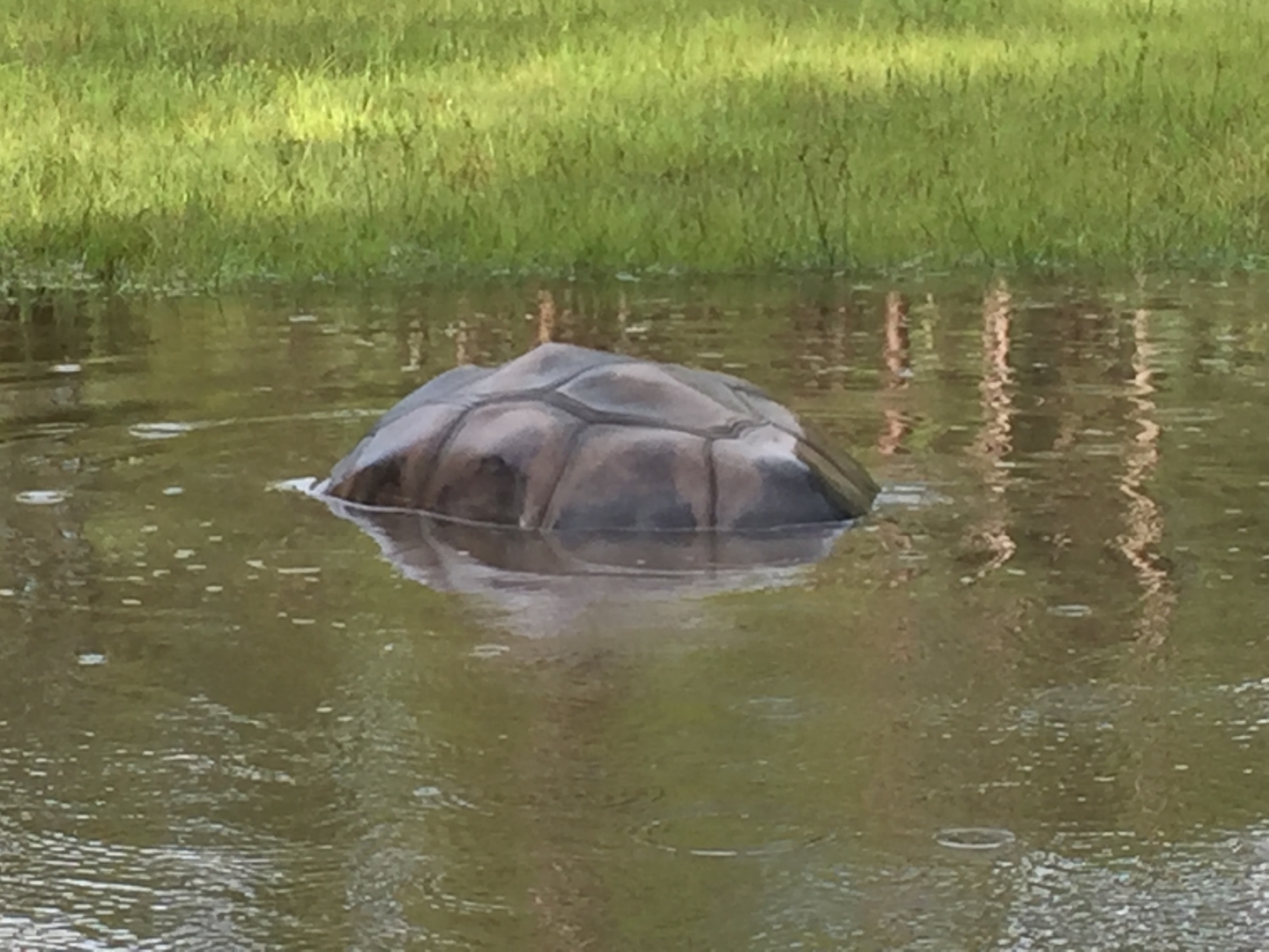 Aldabra Breeders