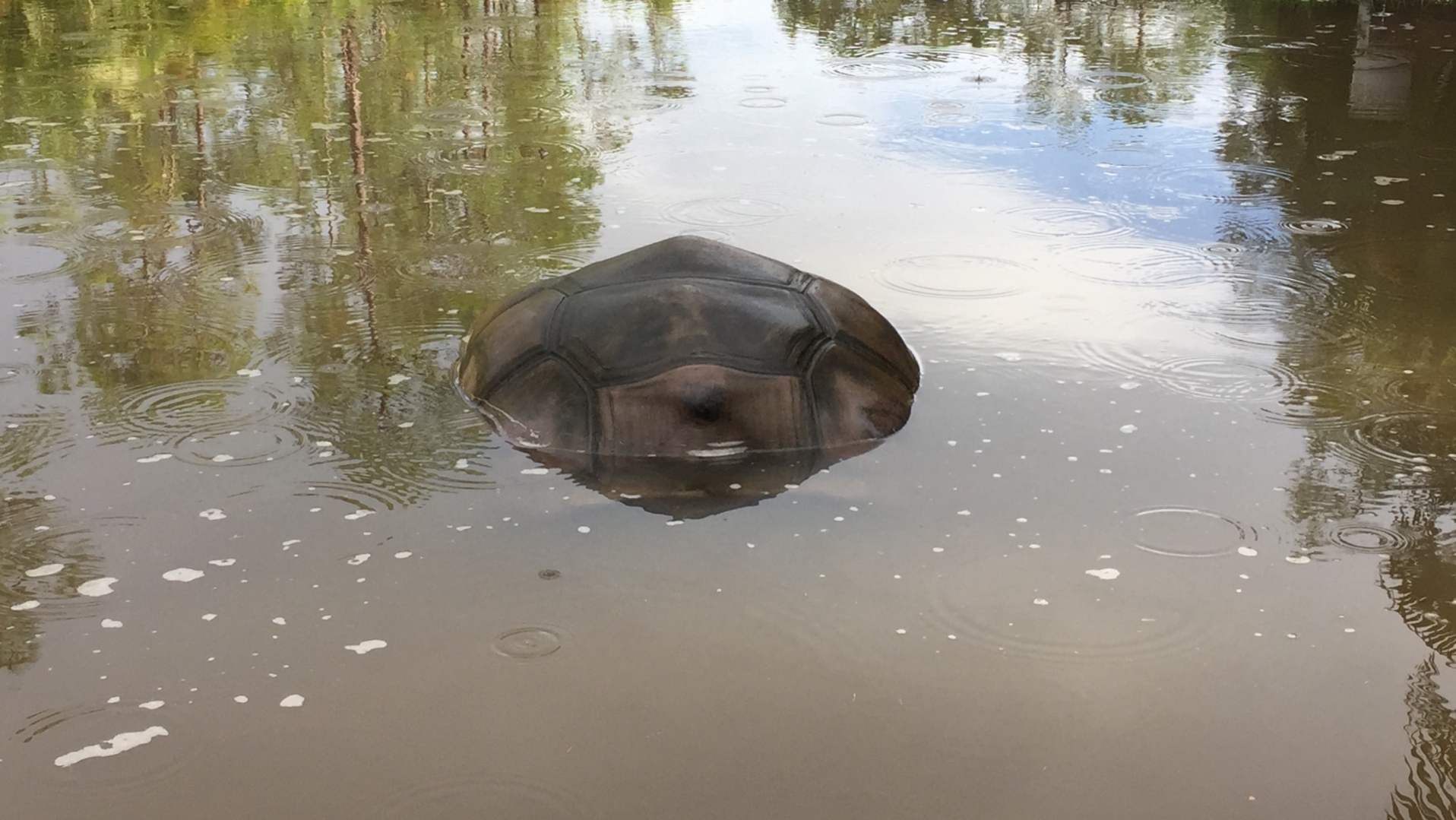 Aldabra Breeders