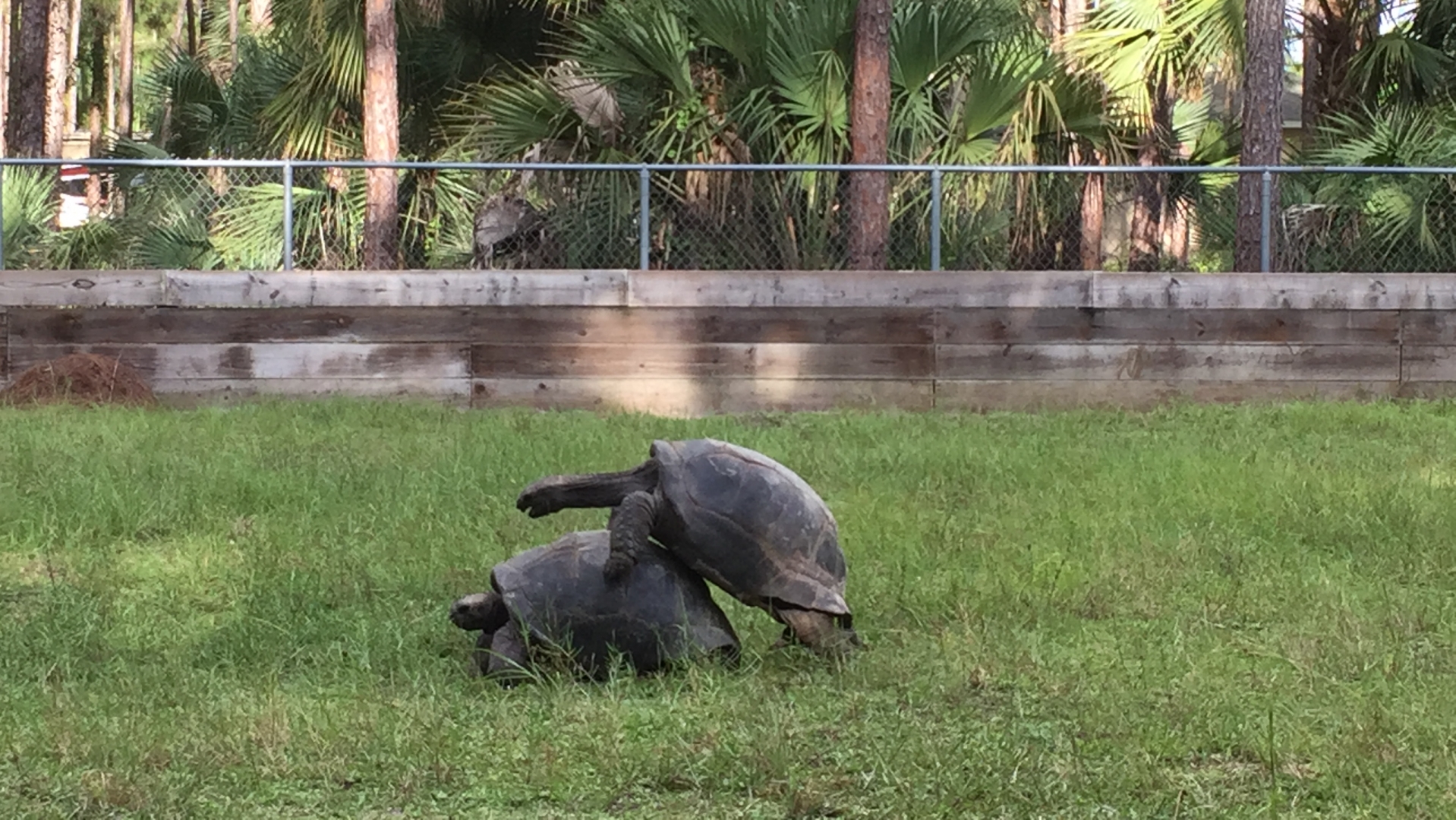 Aldabra Breeders