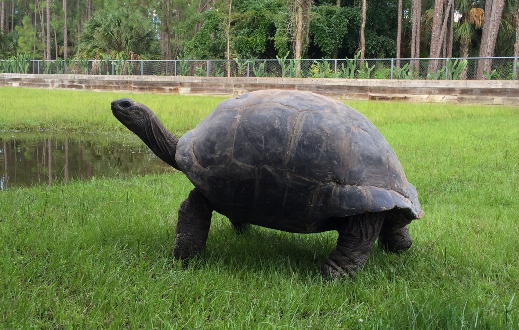 Aldabra Breeders