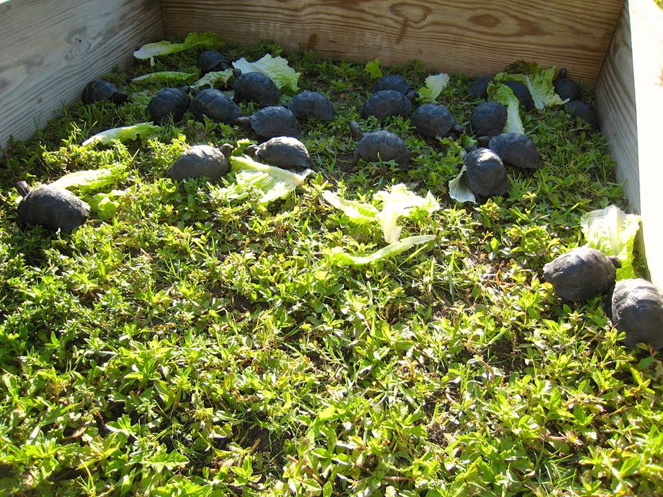 Aldabra Breeders