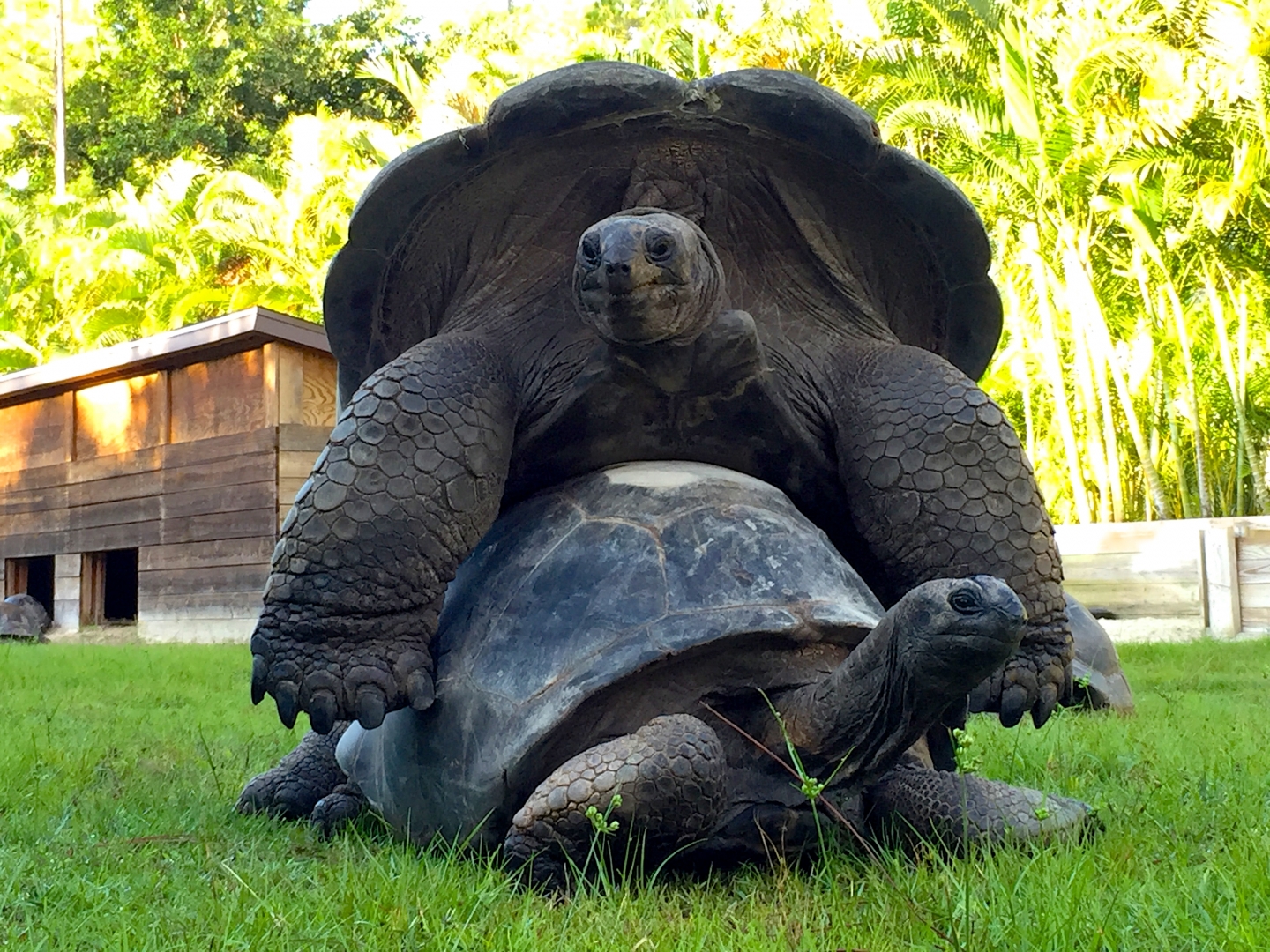 Aldabra Breeders