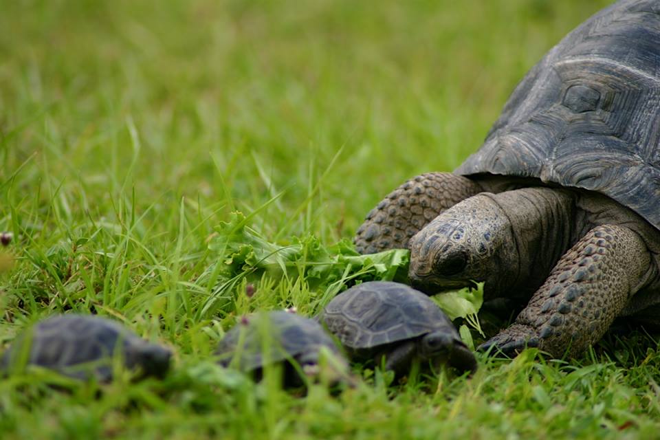 Aldabra Breeders