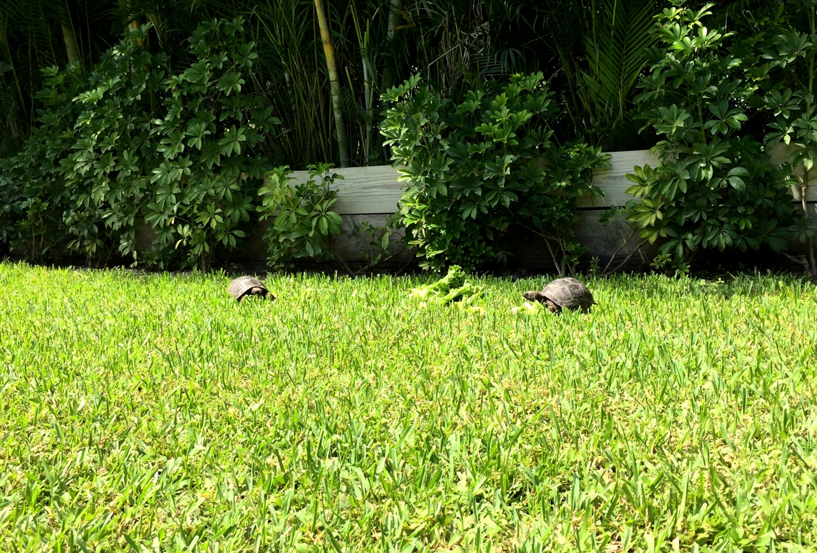 Aldabra Breeders