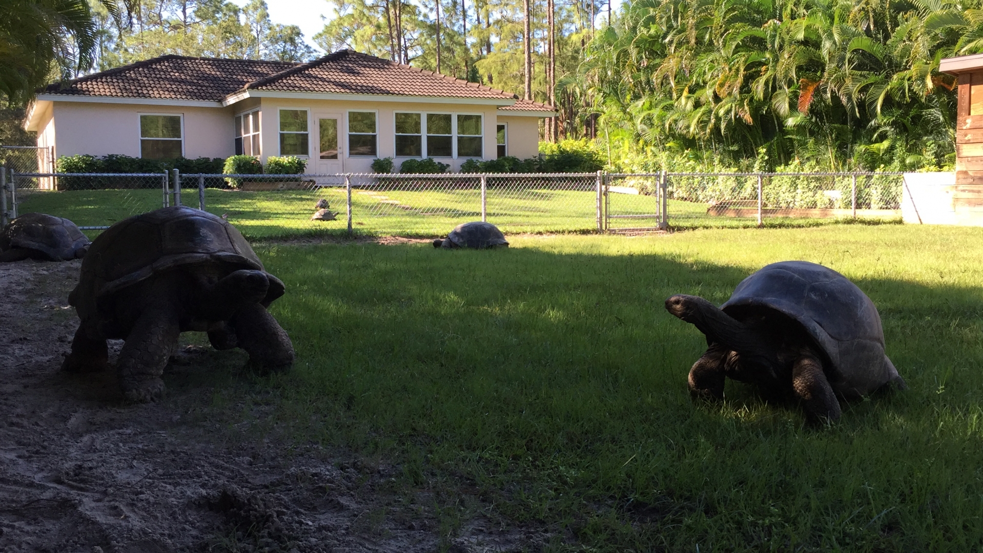 Aldabra Breeders