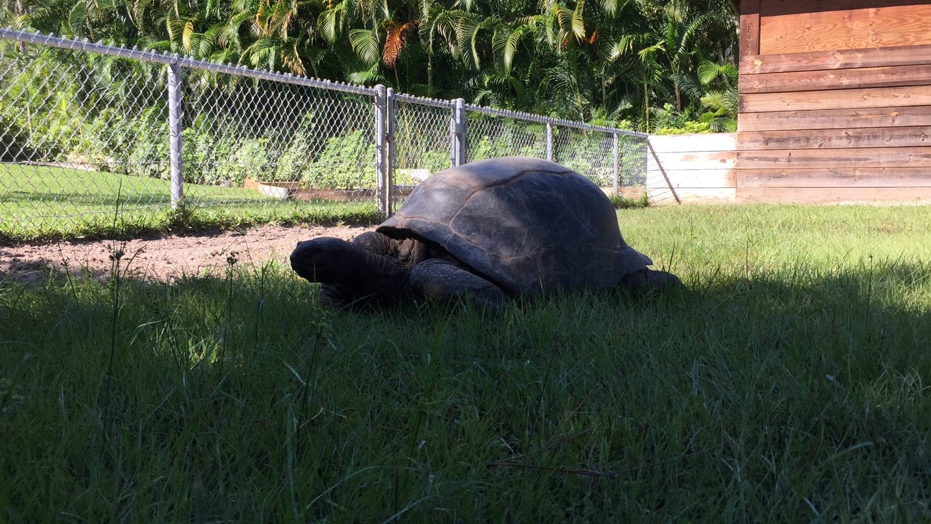 Aldabra Breeders