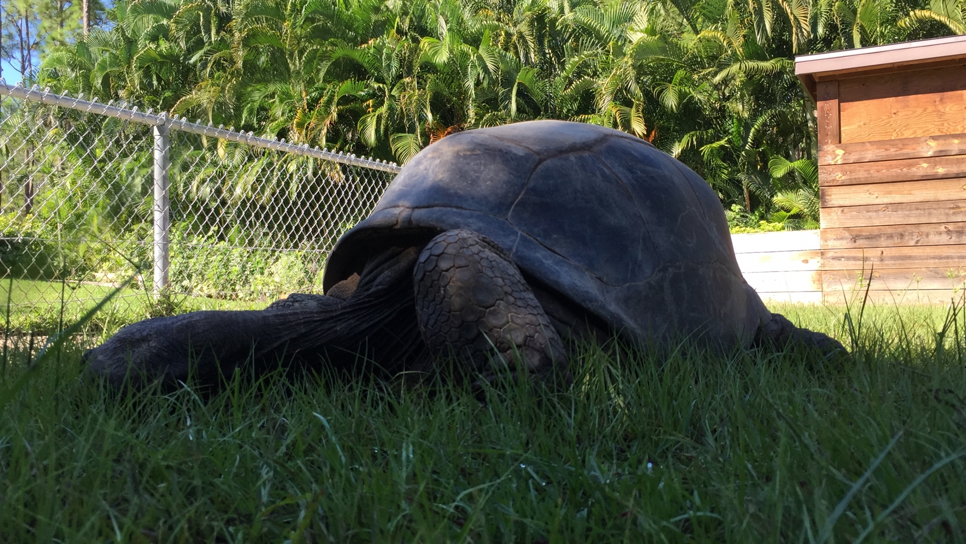 Aldabra Breeders