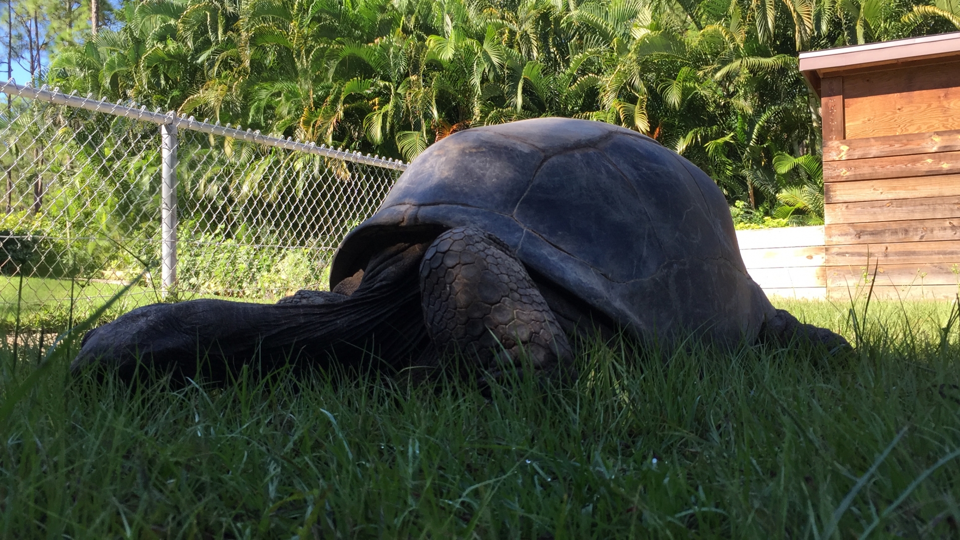 Aldabra Breeders