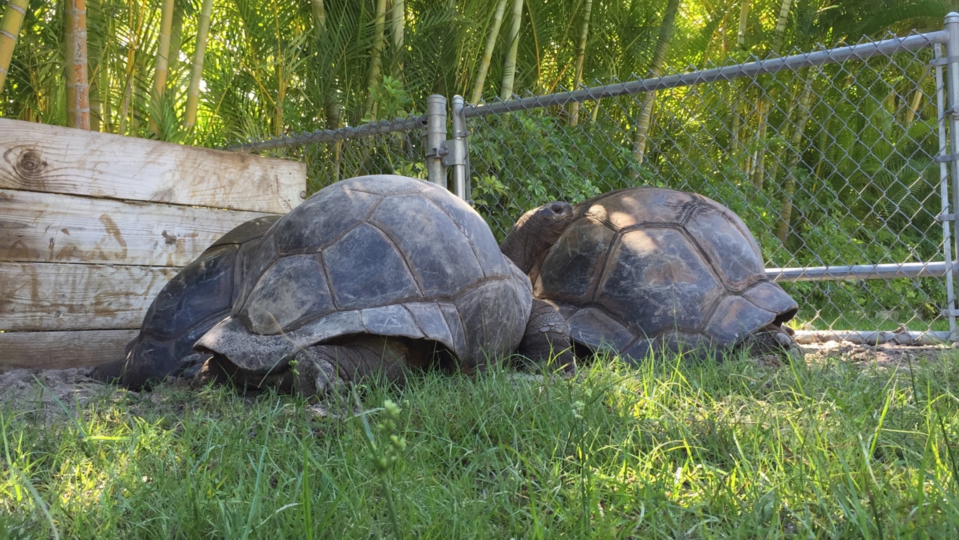 Aldabra Breeders