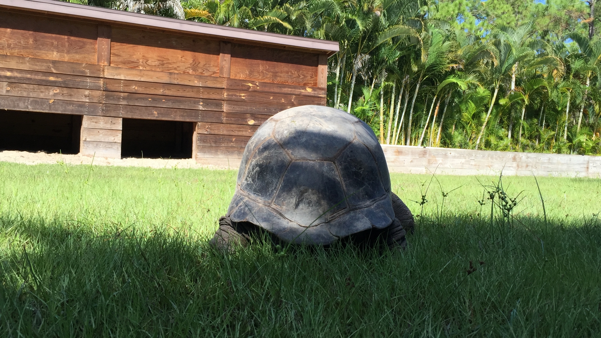 Aldabra Breeders