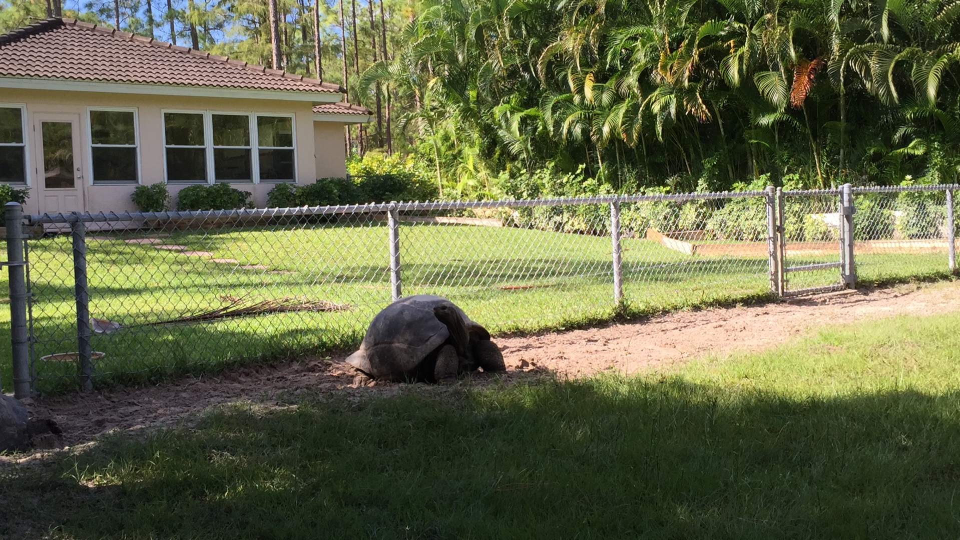 Aldabra Breeders