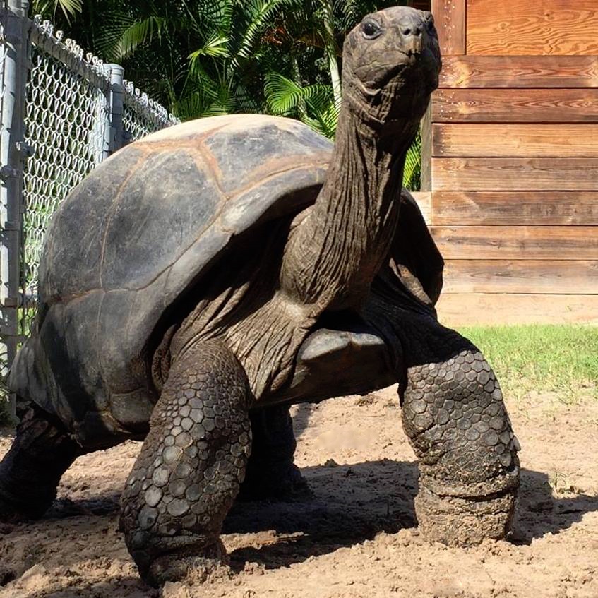 Aldabra Breeders