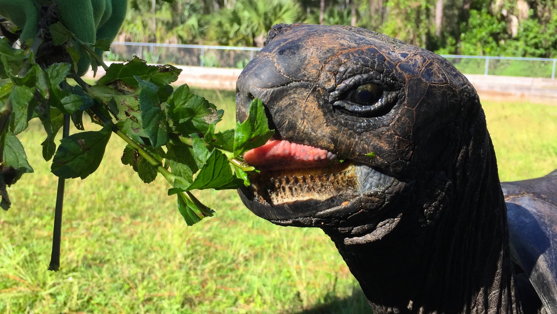 Aldabra Breeders