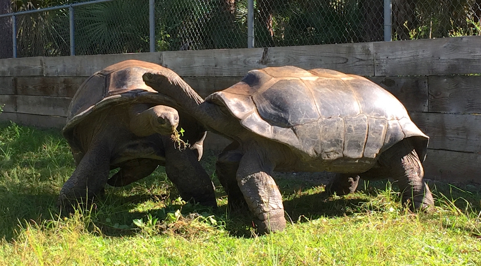 Aldabra Breeders
