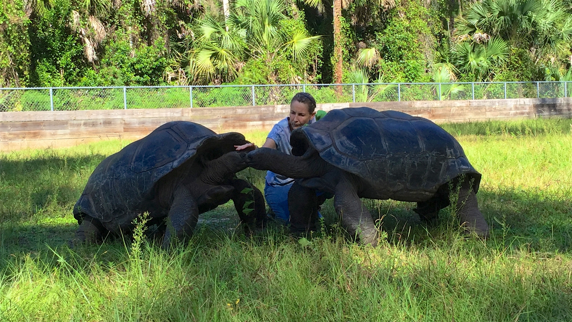 Aldabra Breeders
