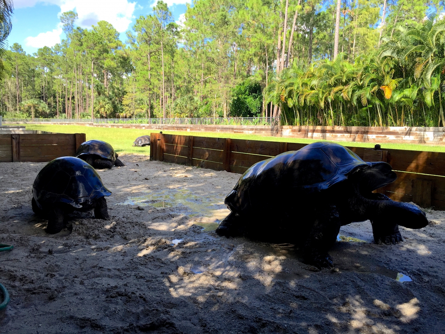 Aldabra Breeders
