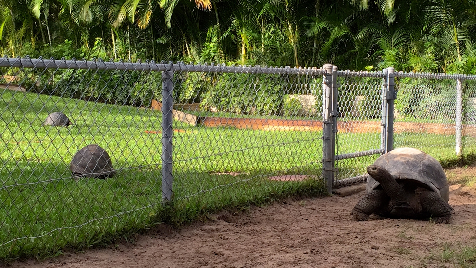 Aldabra Breeders