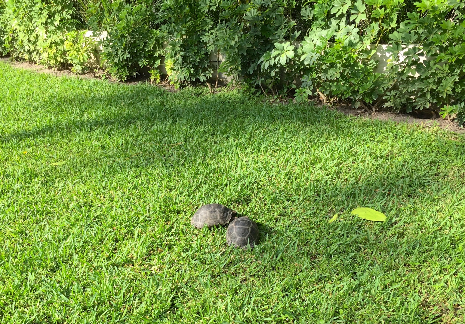 Aldabra Breeders