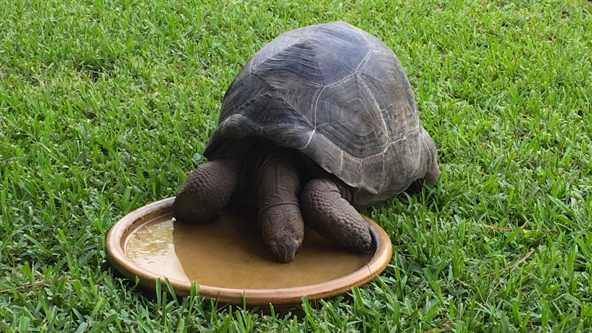 Aldabra Breeders